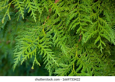 1,150 Thuja plicata Images, Stock Photos & Vectors | Shutterstock