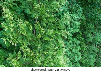  Thuja plicata 'Winter Pink' western red cedar or Pacific red cedar, giant arborvitae or western arborvitae, giant cedar in row. Nature concept for design. 