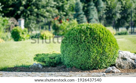 Thuja in the shape of a ball in the backyard. Evergreen plant for landscaping.