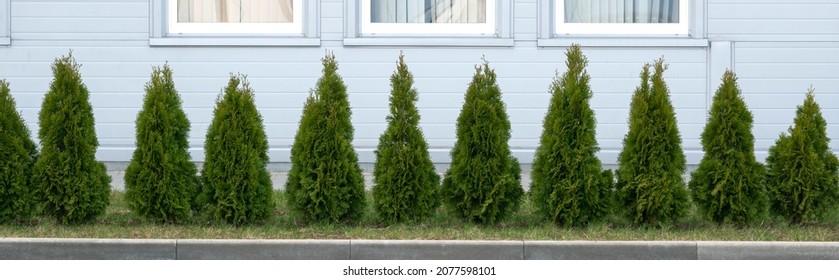 Thuja trees in the city landscape on the background of a building.  Row of thuja trees.