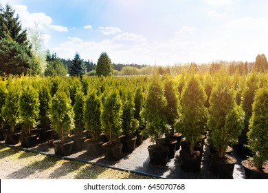 thuja trees at plant nursery