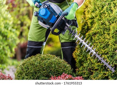Thujas Trees Green Wall Shaping with Gasoline Hedge Trimmer. Caucasian Gardener Trimming Plants Close Up