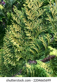 Thujopsis Is A Genus Of Conifers In The Cypress Family