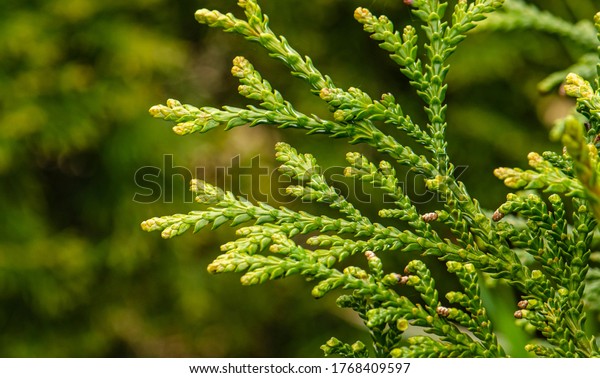 Thujopsis is a genus of
conifers in the cypress family, the sole member of which is
Thujopsis dolabrata. 