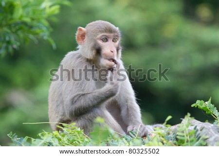 thumb sucking macaque