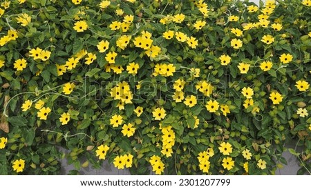 Thunbergia alata, bright yellow hairy flowers and green leaves, close up. 'Black-eyed Susan' vine or Clockvine is a herbaceous perennial climbing and flowering plant in the family Acanthaceae.