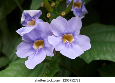 869 Thunbergia Laurifolia Images, Stock Photos & Vectors | Shutterstock