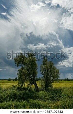 Thunderstorm front with threatening looking cloud formation, from which partly rain falls, over a river floodplain with meadows, bushes and a tree in the foreground, sunny weather, Germany, Oderbruch