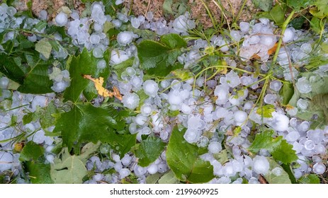 Thunderstorm Of Large Hail Destroyed The Grass Hailstones In Garden Home