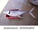 Thunnus thynnus Linnaeus, 1758, known by the common names bluefin tuna or atorro, is one of the eight species of tuna belonging to the family Scombridae. Fortaleza - Ceará, Brazil.