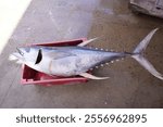 Thunnus thynnus Linnaeus, 1758, known by the common names bluefin tuna or atorro, is one of the eight species of tuna belonging to the family Scombridae. Fortaleza - Ceará, Brazil.