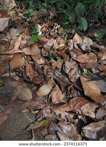 Thursday, October 12, 2023 - Majalengka Regency, West Java - Indonesia : Fallen leaves welcome the arrival of autumn on the trail. Autumn. Fall. 