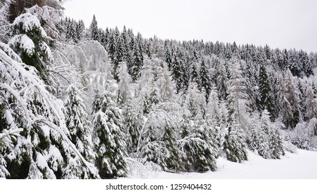 Canadian Nature Landscape Covered Fresh White Stock Photo 1655136919 ...