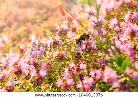 Similar – Hummel auf einer vom Sonnenlicht beleuchteten Wiese, um Nektar zu sammeln. Sonnenuntergang, warmes Licht