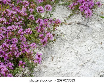 Thyme. Chalk thyme, or Limestone thyme, or Chalk thyme. small plants growing on bare chalk.