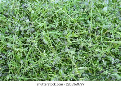 Thyme Creeping, Medicinal Plant. Background Of Cut Flowers And Thyme Stalks. Collection, Drying And Preparation Of Medicinal Herbs And Herbal Tea