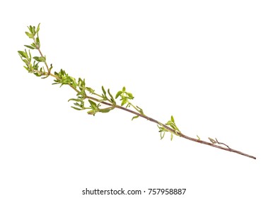 Thyme fresh herb isolated on a white background