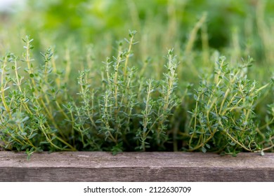 Thyme growing in a wooden crate outdoor. Organic herb cultivation, agriculture concept. - Shutterstock ID 2122630709
