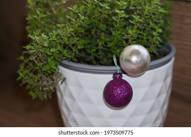 thyme grows in a white pot, wooden background.