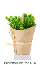 Thyme Herb Plant In Pot With Beautiful Paper Decor Isolated On White