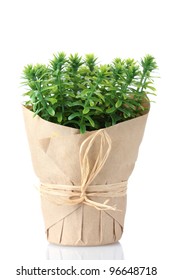 Thyme Herb Plant In Pot With Beautiful Paper Decor Isolated On White