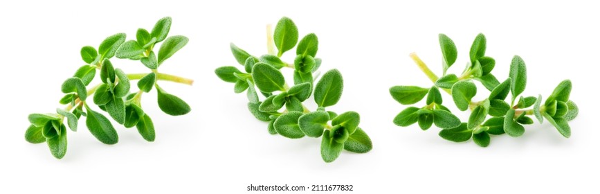 Thyme isolated. Thyme herb on white background. Fresh thyme plant collection. - Shutterstock ID 2111677832