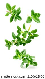 Thyme isolated. Thyme herb on white background. Fresh thyme plant collection is flying. - Shutterstock ID 2120612906