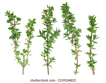 立麝香草