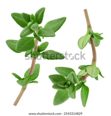 Thyme isolated on white background, full depth of field, clipping path