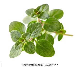 Thyme Leaves