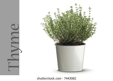 Thyme Plant