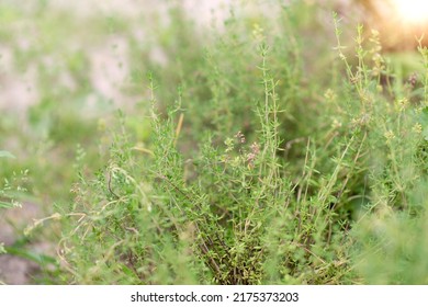 Thyme plant in the garden. Organic fresh herb. Herbaceous plant thyme ordinary. Farming in the village.