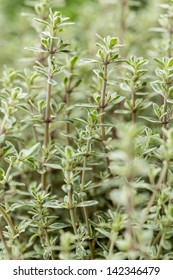 Thyme Plant Growing In Garden