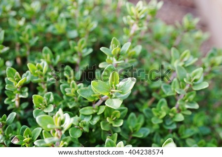  Thyme plant growing in the herb garden