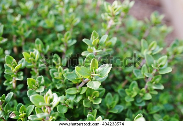  Thyme plant\
growing in the herb garden