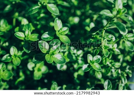 Thyme plant growing in organic herb garden. Green thyme background