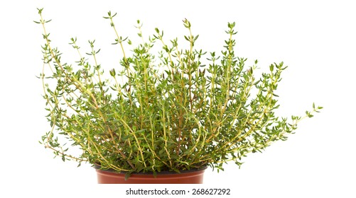 Thyme Plant Isolated On White Background