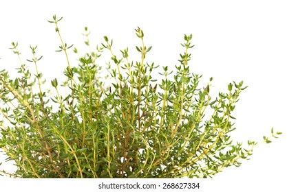 Thyme Plant Isolated On White Background