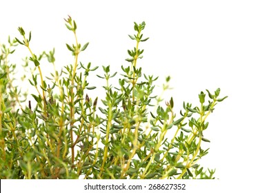 Thyme Plant Isolated On White Background Stock Photo 268627352 ...