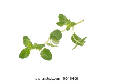 Thyme Plant On White Background.