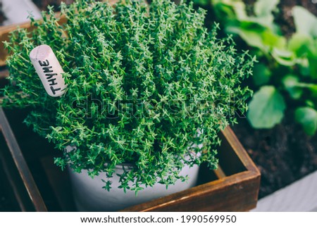 Thyme. Thyme plant in a pot. Thyme herb growing in garden. Organic kitchen herbs plant.