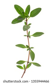 Thyme Sprig Isolated On White Background