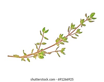 Thyme Sprig Isolated On A White Background, Top View