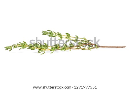 Thyme twig on a white background