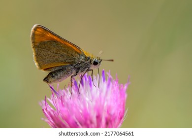 Thymelicus Lineola Or Essex Pattern, Is A Species Of Moth In The Hesperiidae Family