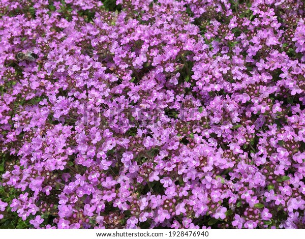 thymus purple
aromatic flowers floral
background