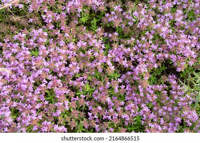 Thymus serpyllum, bekannt unter den gebräuchlichen Bezeichnungen von wildem Thymian aus Breckland, Kriechthyme oder Elfenbeinthyme, ist eine Blumenart in der Minzfamilie Lamiaceae, die in den meisten Teilen Europas und Nordafrikas beheimatet ist.