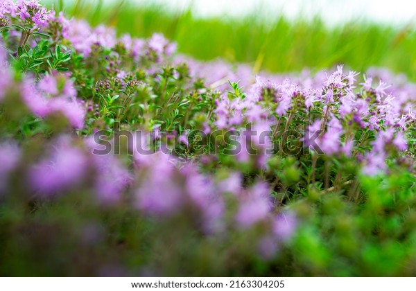 Thymus serpyllum, known by common names of\
Breckland wild thyme, creeping thyme, or elfin thyme, is species of\
flowering plant in mint family Lamiaceae, native to most of Europe\
and North Africa.