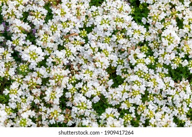 Thymus serpyllum 'Snowdrift' a summer flowering rockery plant with a white summertime flower which opens in June and July and is commonly known as creeping Thyme, stock photo image