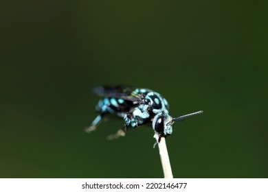 Thyreus Bee That Brings Happiness. Rare Ecological Picture That Supports The Whole Body With Only The Jaw And Grooms Itself. Close Up Macro Photography.